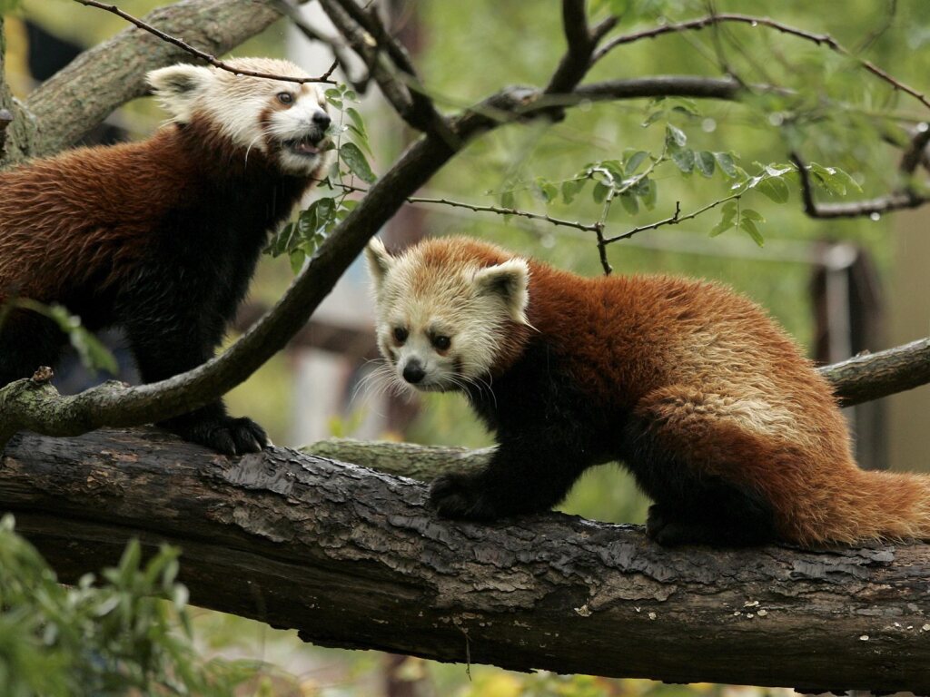 Deux pandas roux se sont échappés dans un zoo à Gossau (SG) - RFJ votre ...
